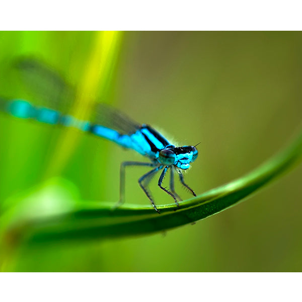 Northern Bluet Damselfly Photo Print