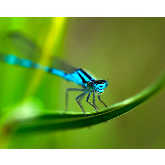 Northern Bluet Damselfly Photo Print