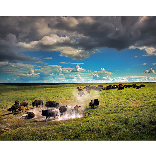 Bison at Blue Mounds State Park