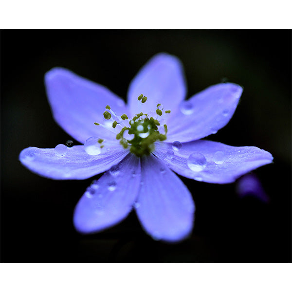 Spring Bloom Photo Print