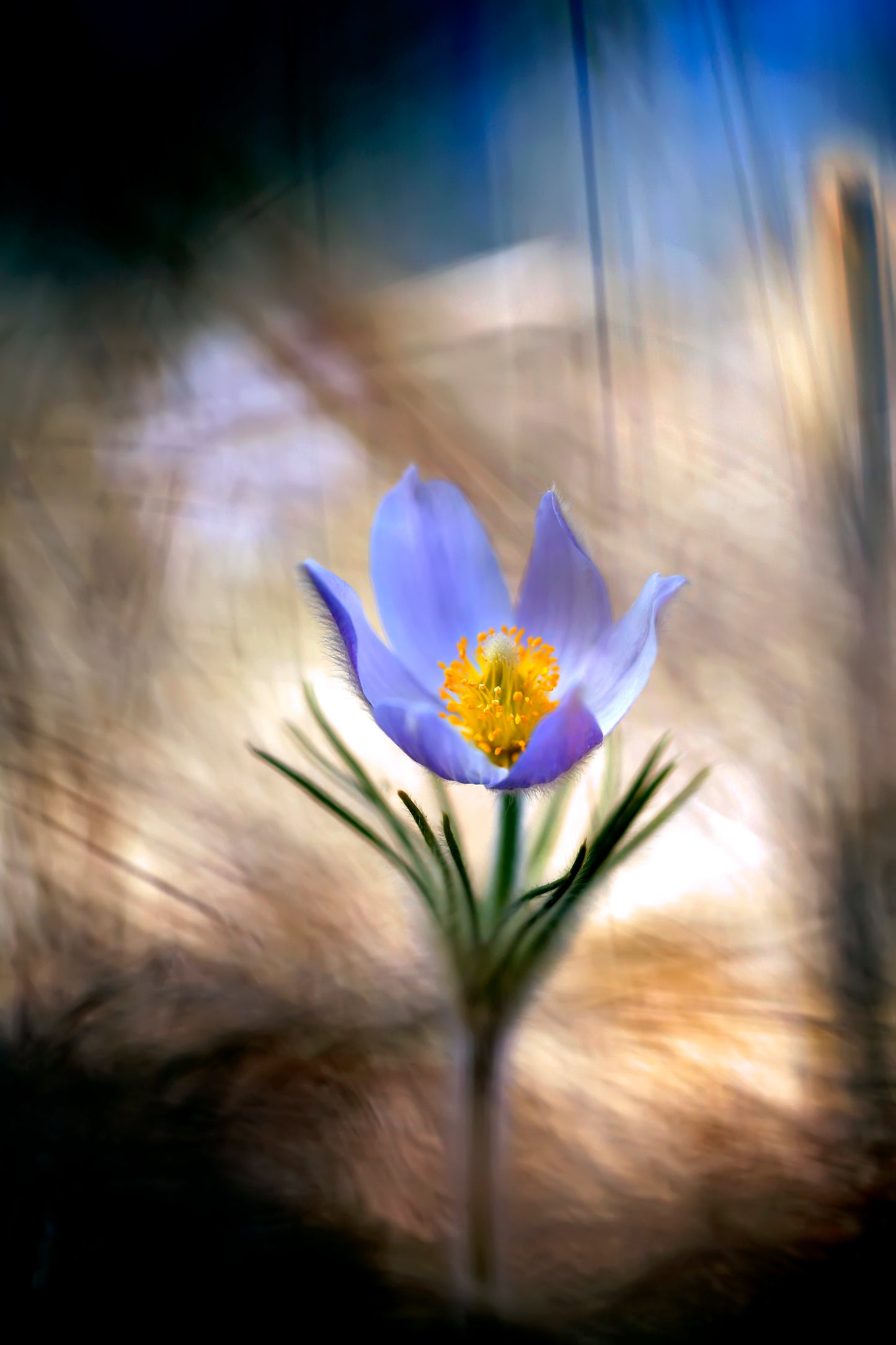 Pasque Flower Photo Print