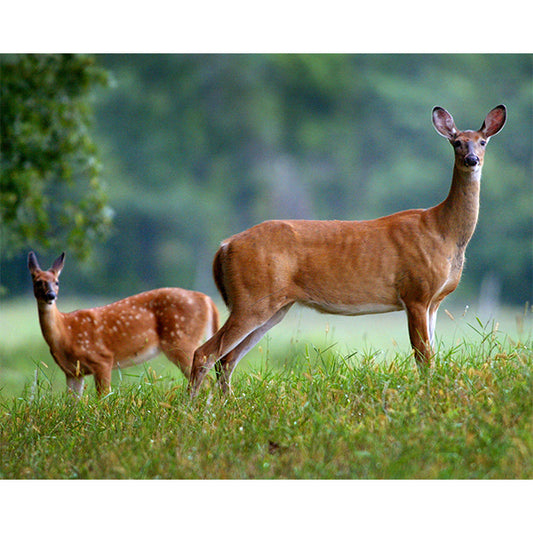 Doe and Fawn COPY