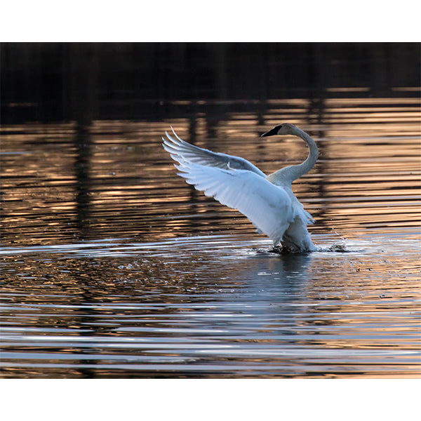 Swan Dance Photo Print