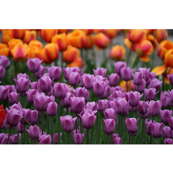 Tulip Display Photo Print