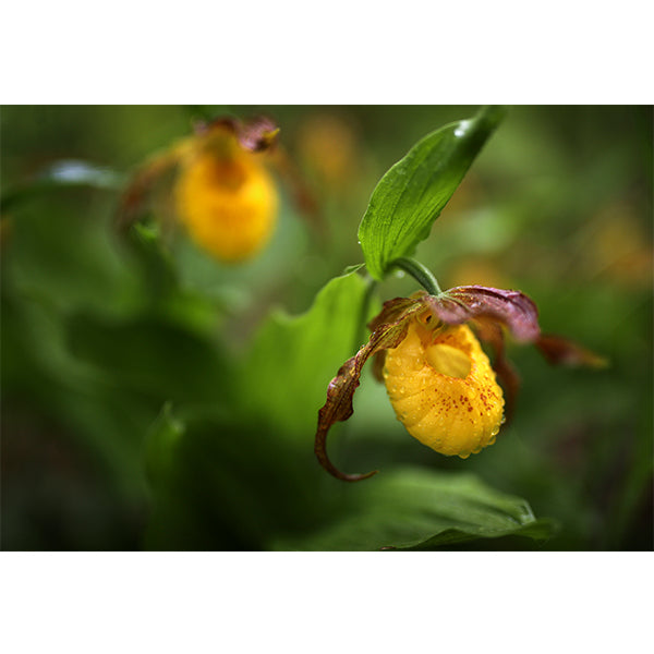 Yellow Lady Slipper Photo Print