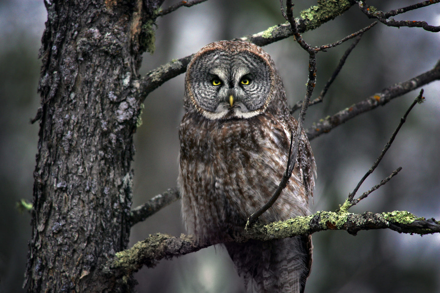 Great Grey Owl - Photo Print