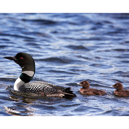 Family Outing