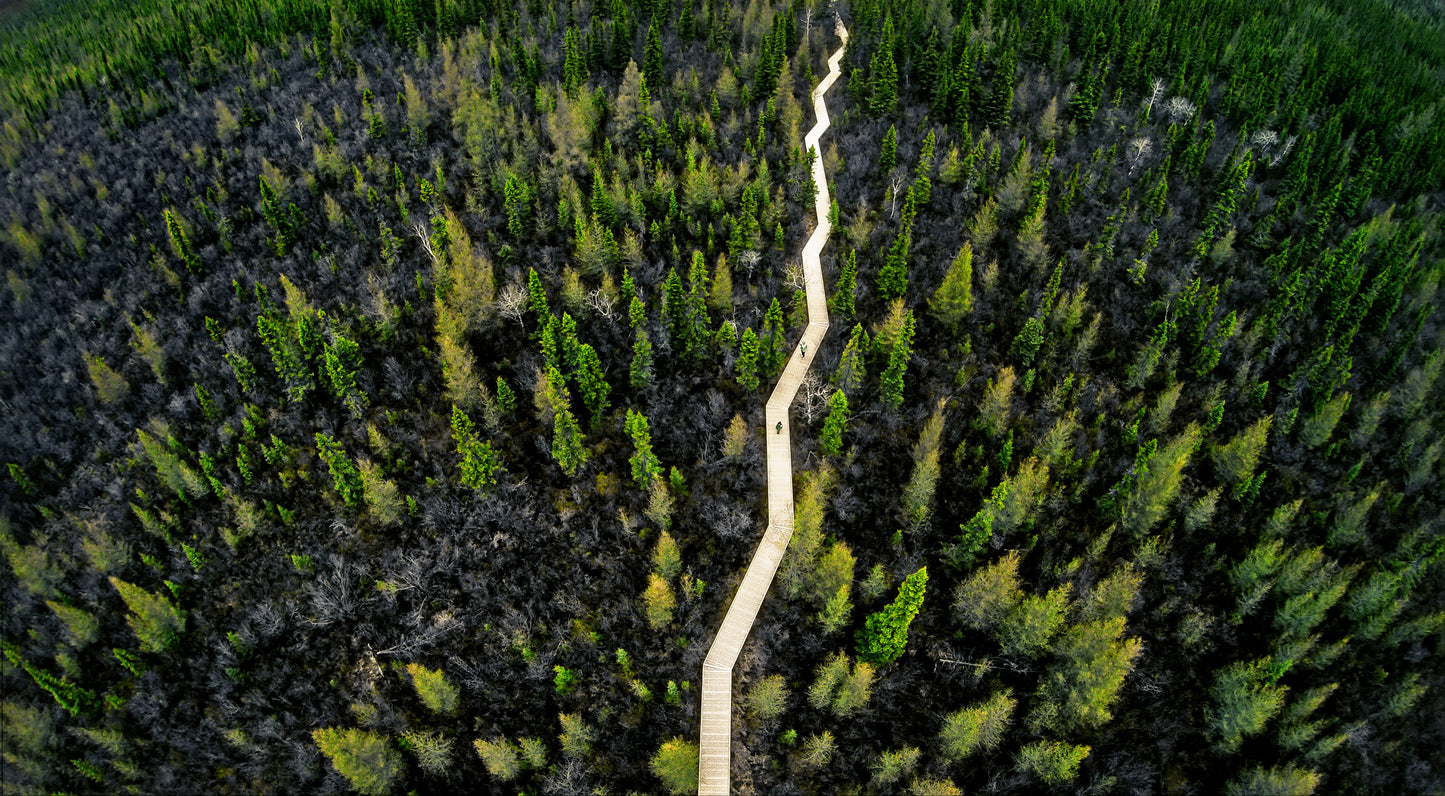 Big Bog State Recreation Area - Photo Print