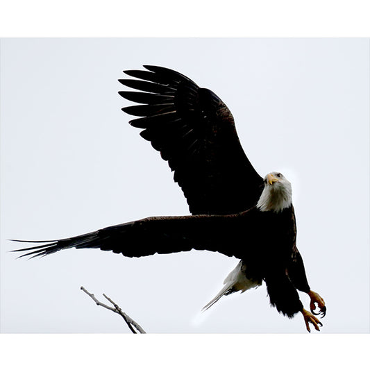 Eagle by Lake Bde Maka Ska