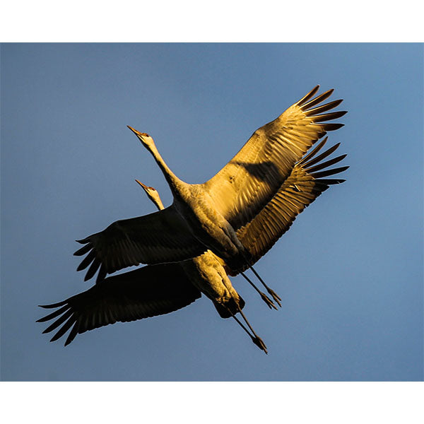 Sandhill Cranes Photo Print