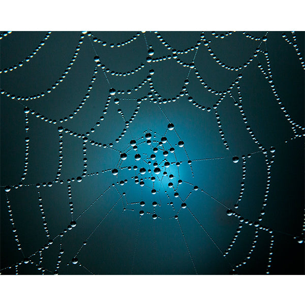 Spider Web Photo Print