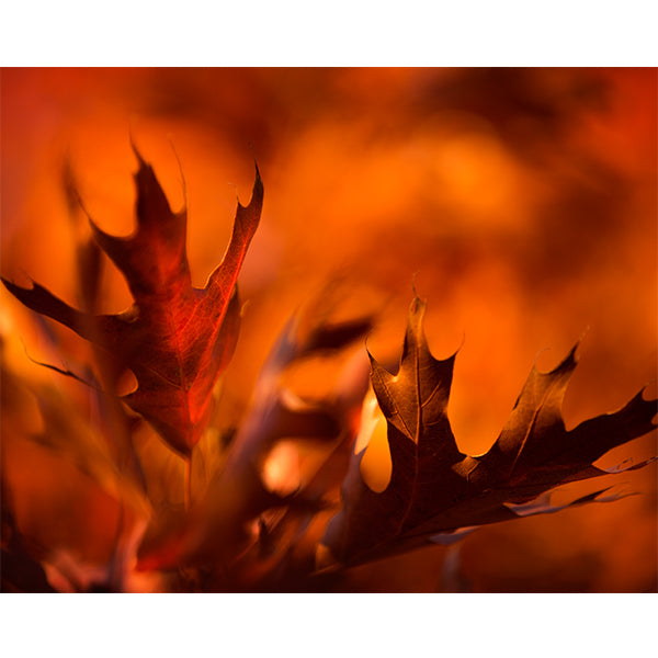 Shades of Autumn Photo Print