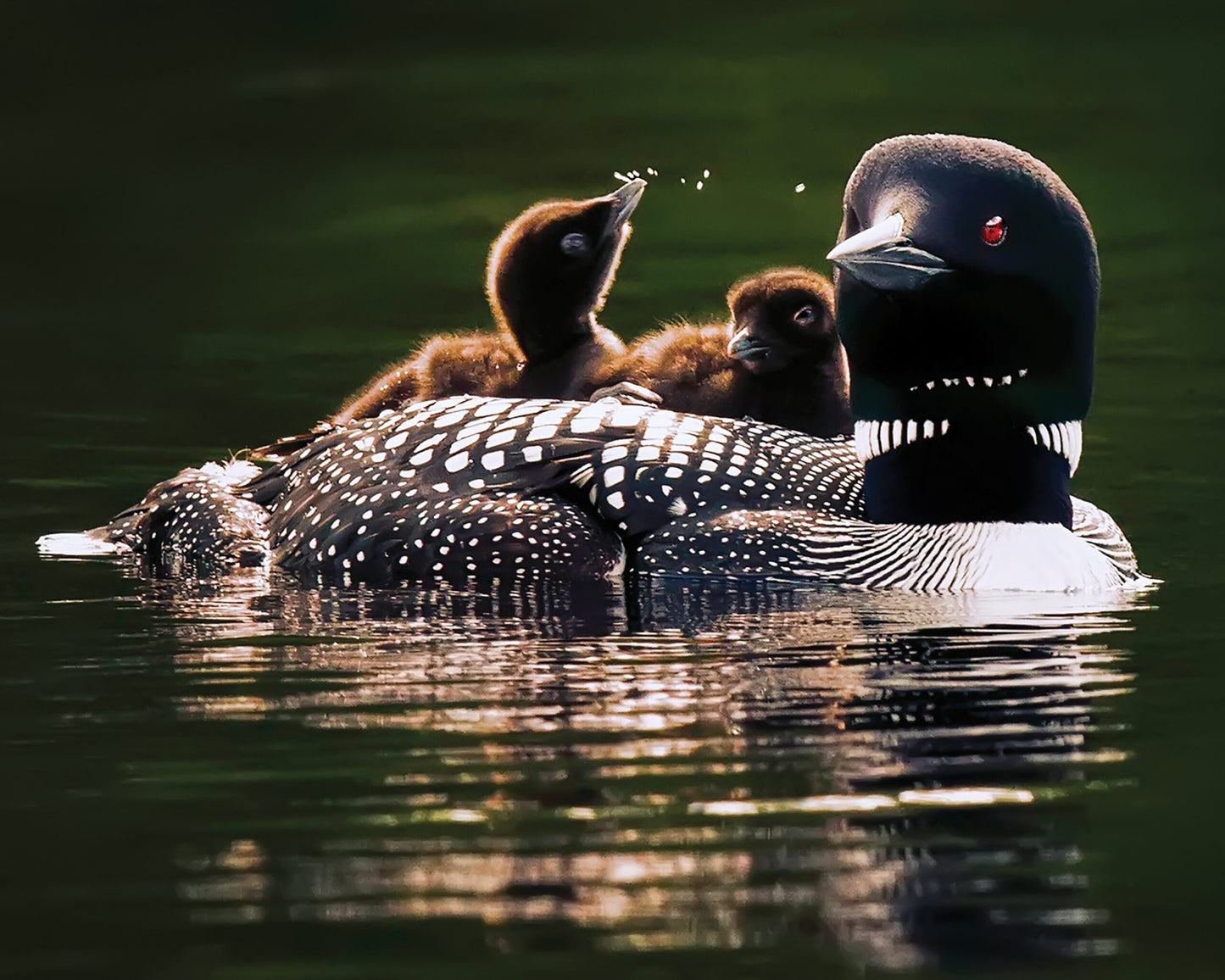 Loon Family - Framed Photo Print