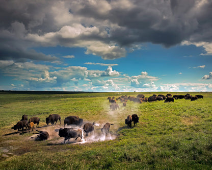 Bison - Framed Photo Print