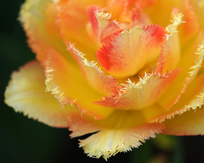 Fringed Tulip - Framed Photo Print