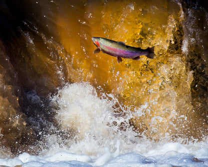 Steelhead - Framed Photo Print