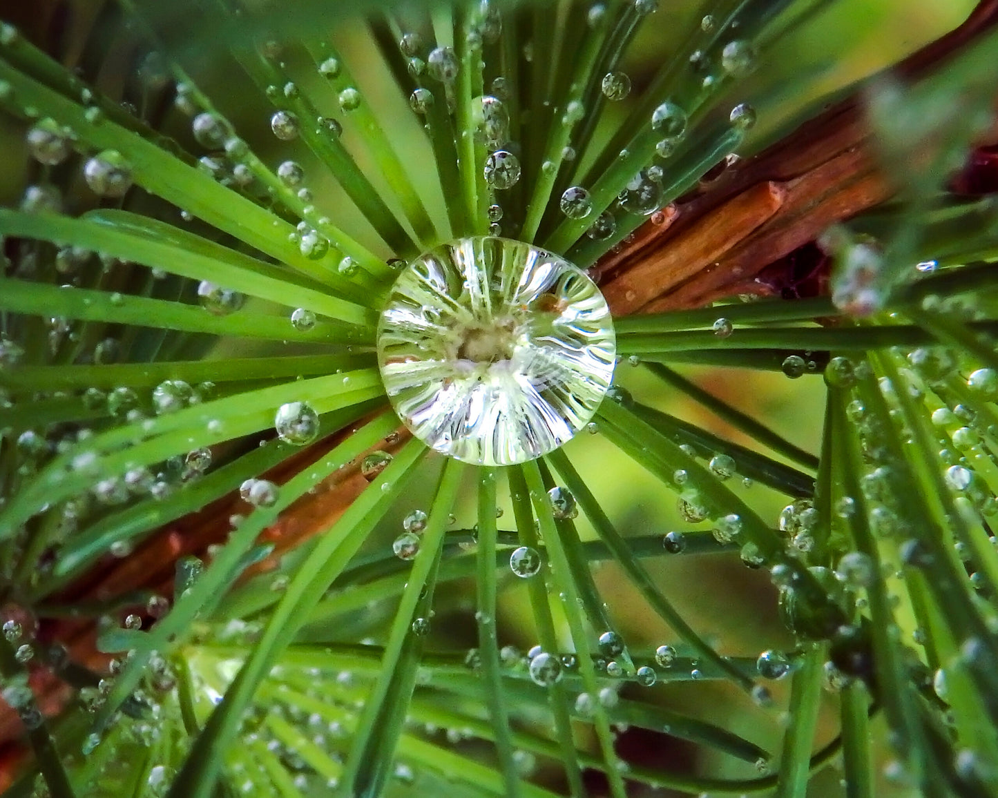 Tamarack - Framed Photo Print