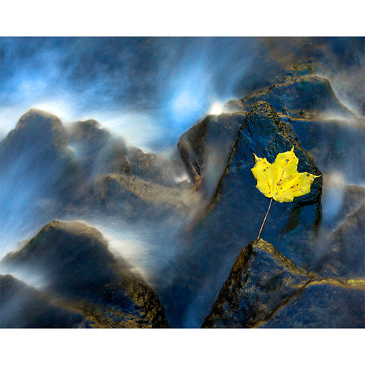 River Leaf Photo Print