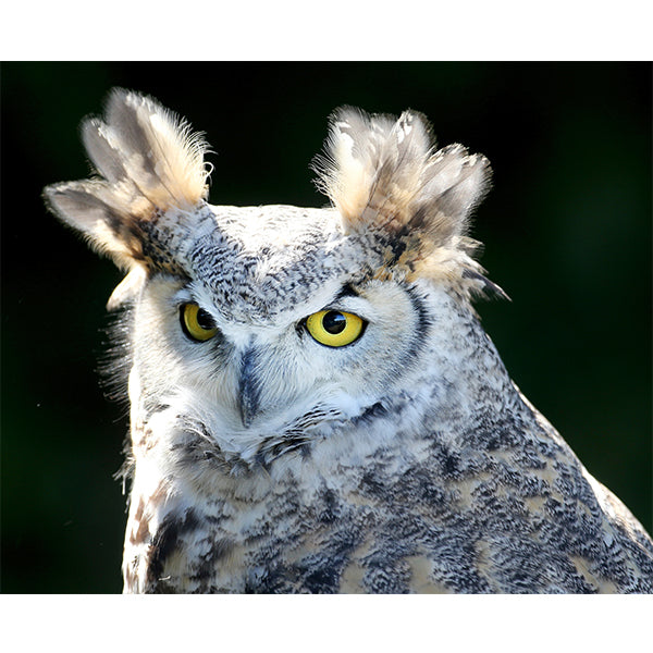 Great Horned Owl - Photo Print