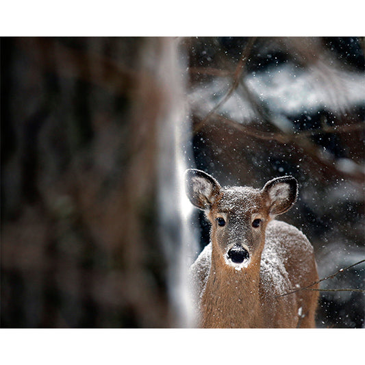 Oh Deer Photo Print