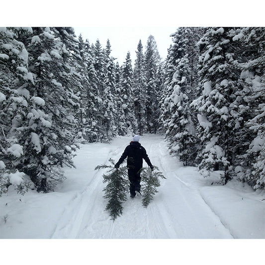 Gathering Christmas Trees