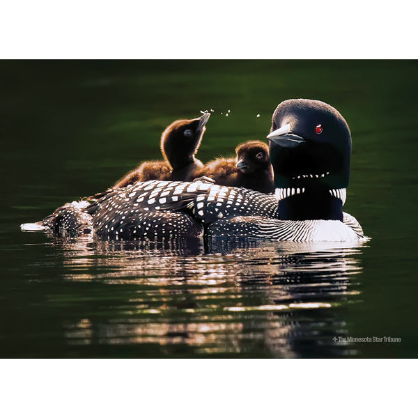 "Birds of a Feather" Loon Family Jigsaw Puzzle