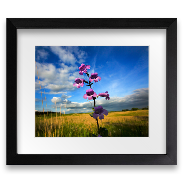 Beard Tongue - Framed Photo Print