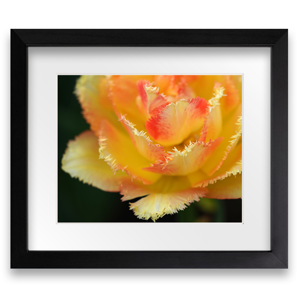 Fringed Tulip - Framed Photo Print