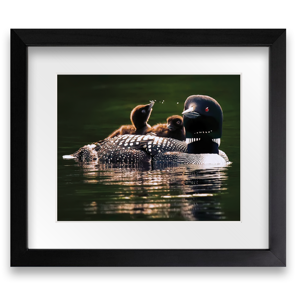 Loon Family - Framed Photo Print