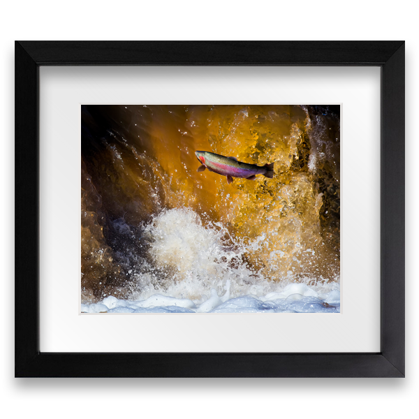 Steelhead - Framed Photo Print