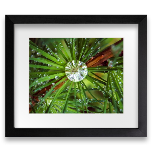 Tamarack - Framed Photo Print