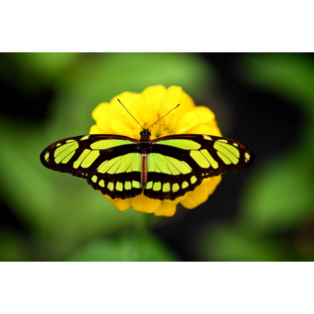 Bamboo Page Butterfly Photo Print