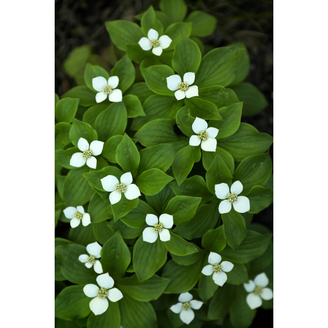 Bunchberry Flowers Photo Print
