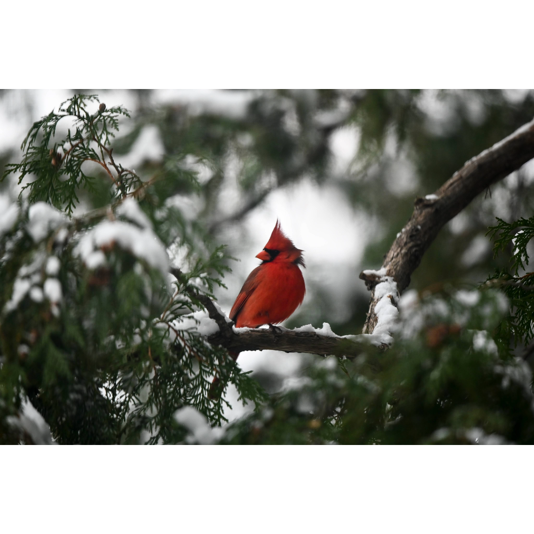 Spring Cardinal Photo Print