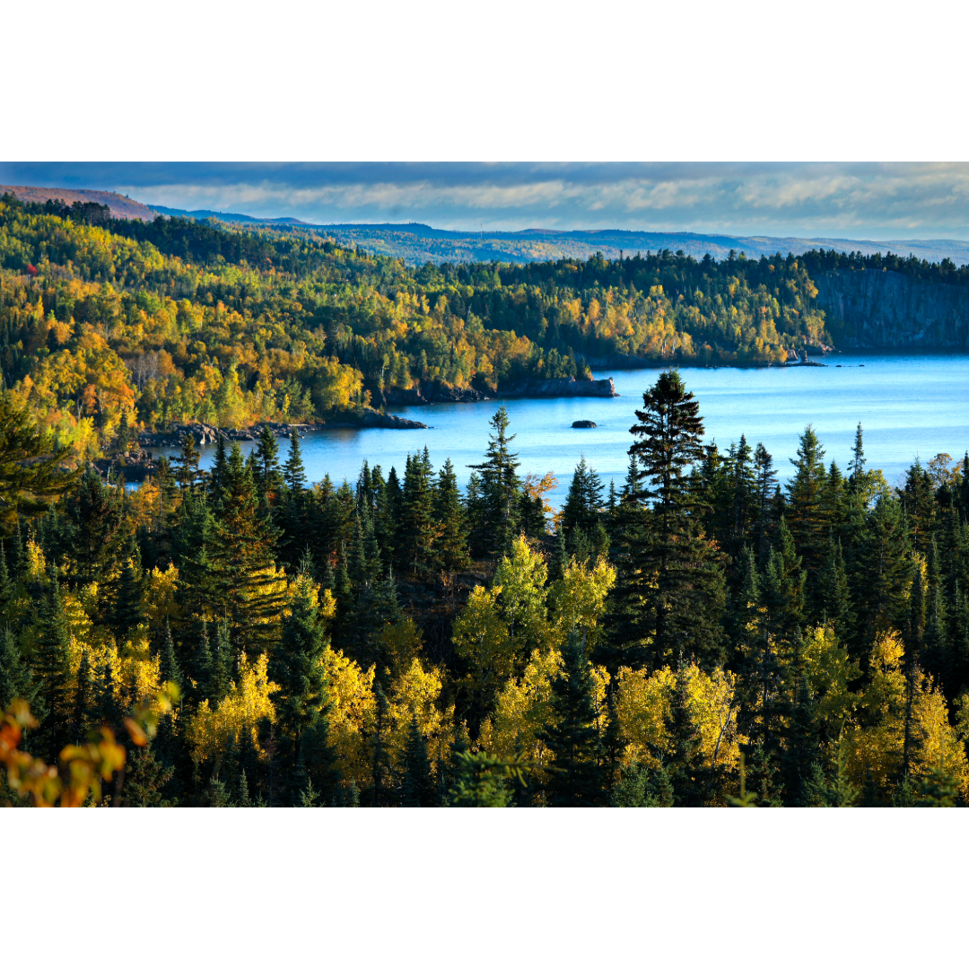 Golden Tips of Aspen Trees Photo Print