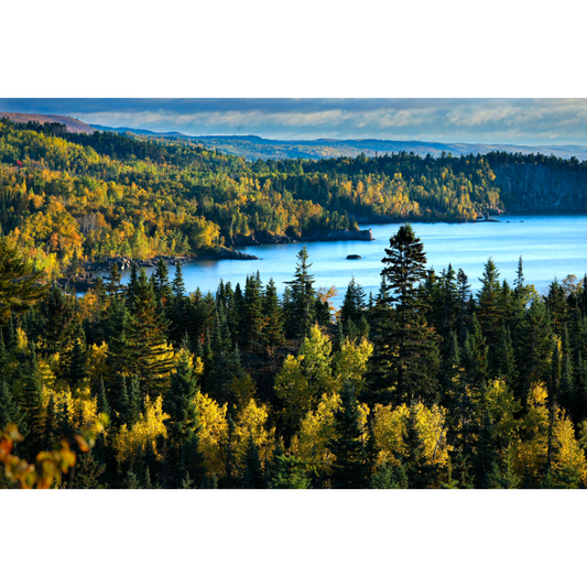 Golden Tips of Aspen Trees Photo Print