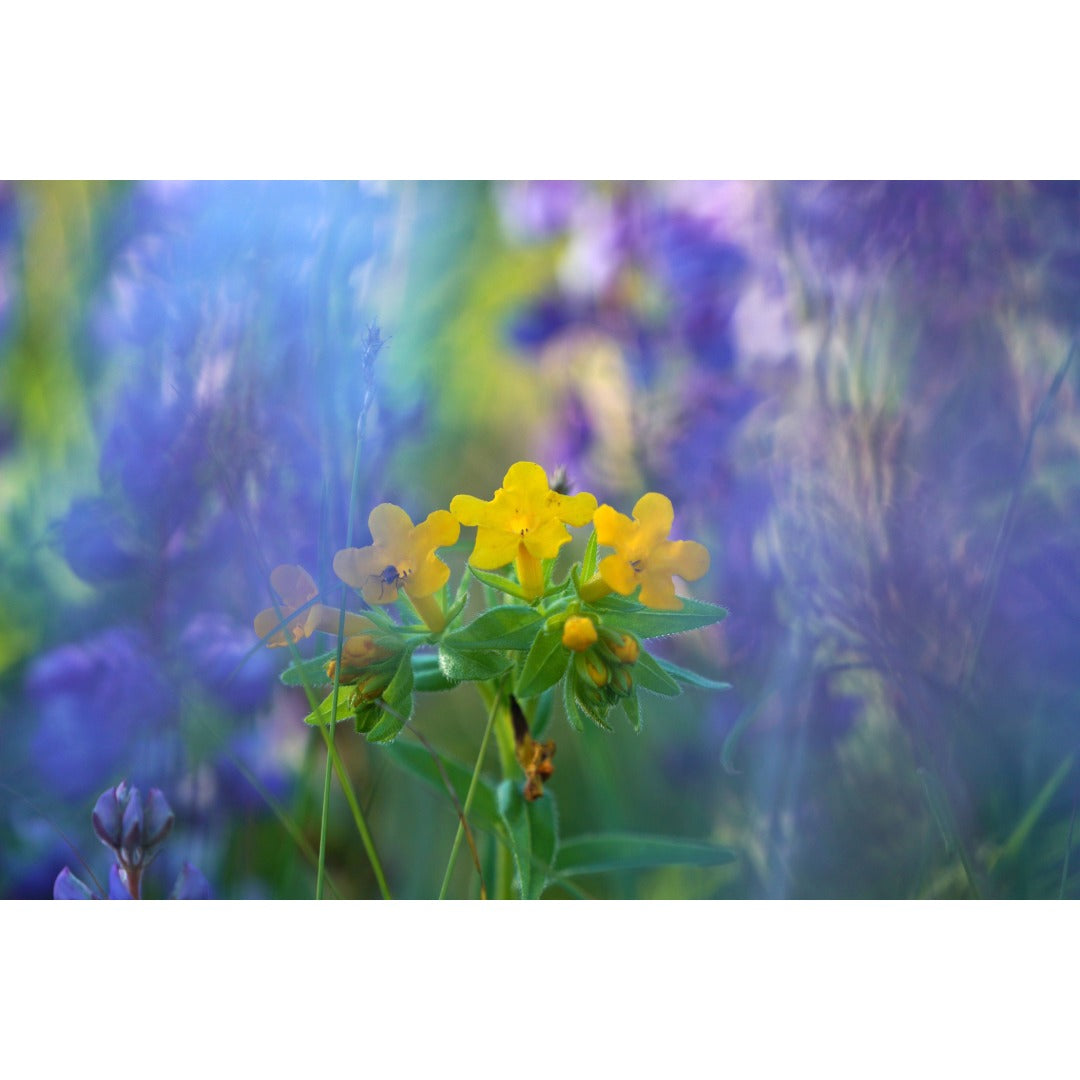 Blooming Hairy Puccoon Photo Print
