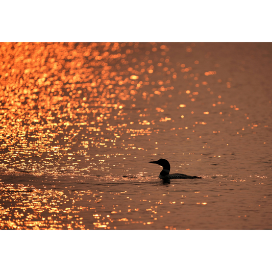 Silhouette of a loon in the water with a golden sunset reflection