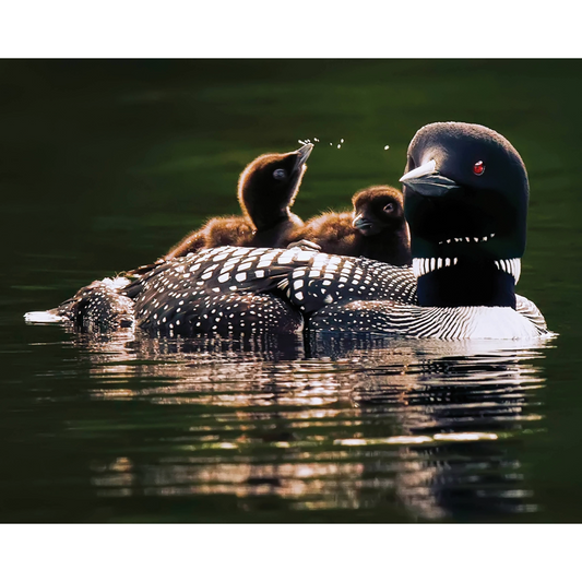 Loon Family Photo Print
