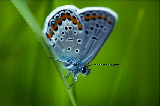 Melissa Blue Butterfly - Photo Print