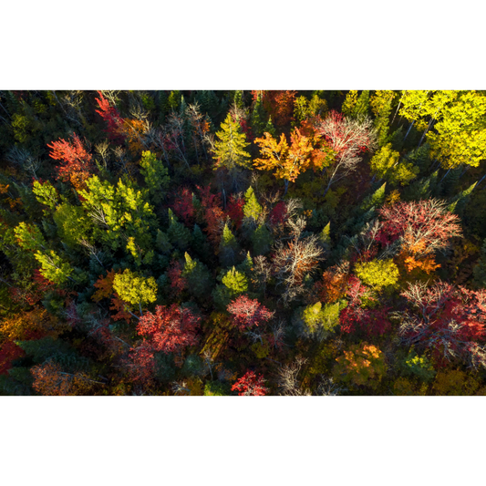 North Shore Fall Maples Photo Print