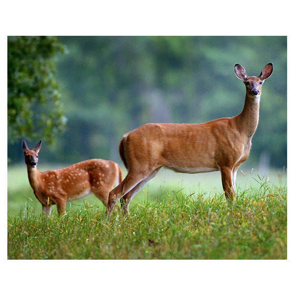 Doe and Fawn Photo Print