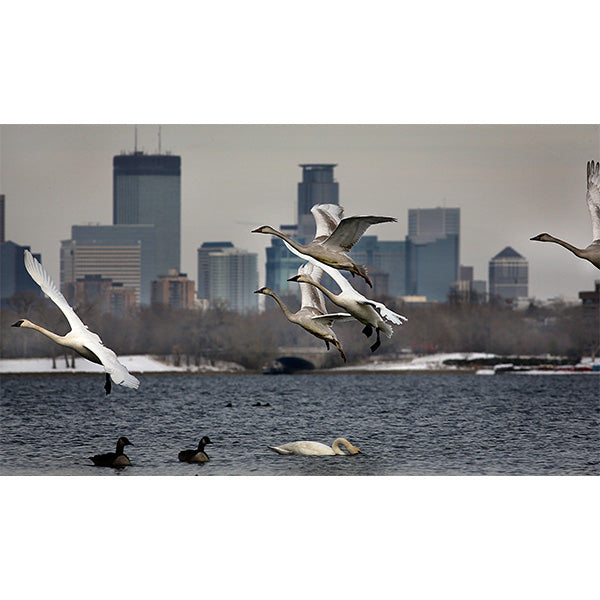 Swans on Lake Calhoun Photo Print