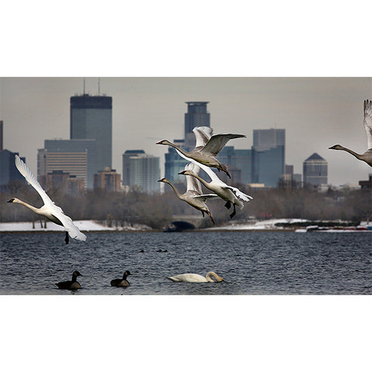 Swans on Lake Calhoun