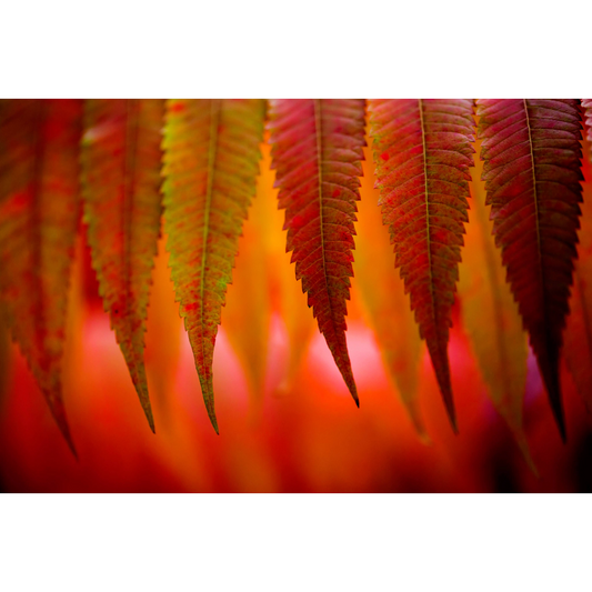 Sumac Fall Colors Photo Print