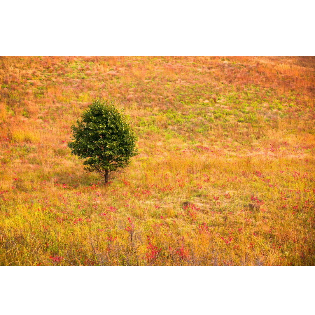 Kellogg Weaver Dunes at Fall
