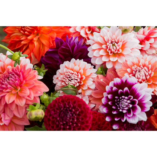 Family Farm Flowers Photo Print