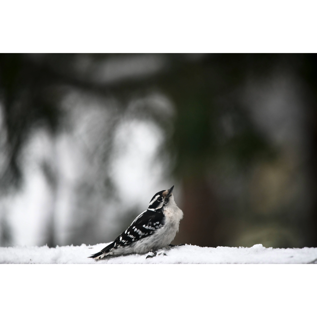 Downy Woodpecker Photo Print