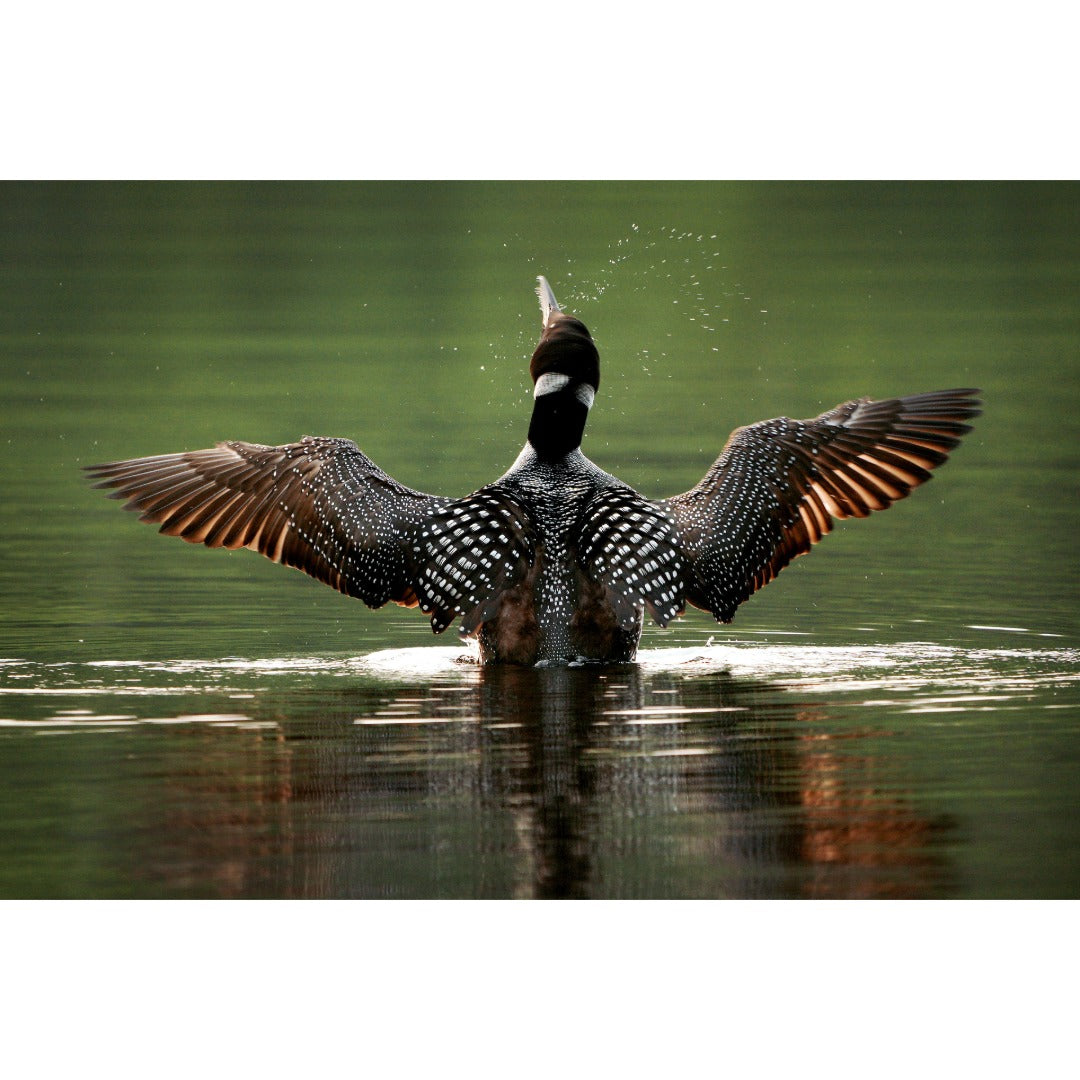 Loon Rise Photo Print