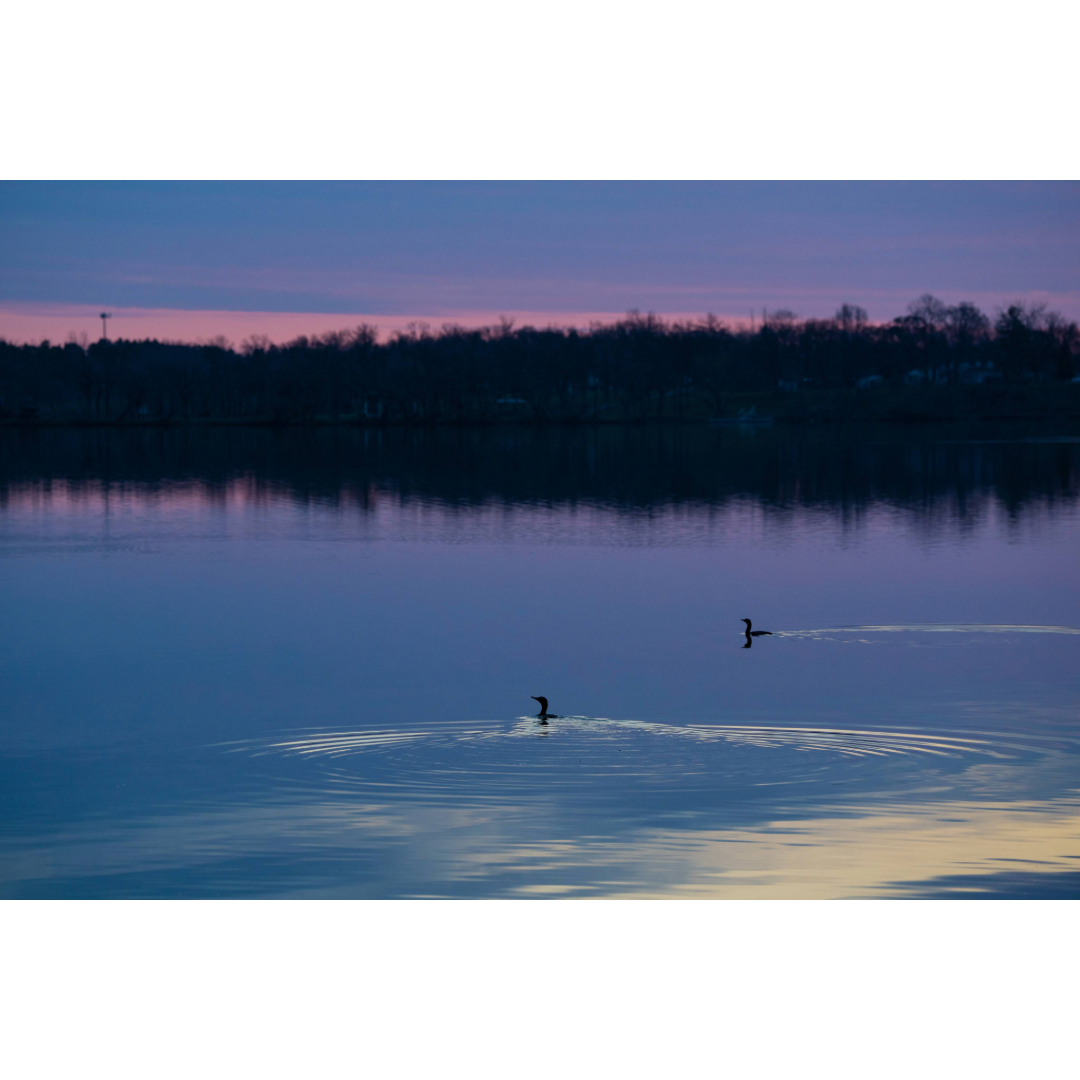 Loons at Dawn Photo Print